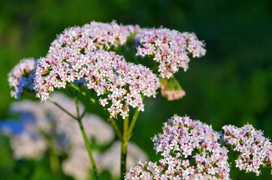 Decoding Valerian Root: Your Guide to Stress Relief for Corporate Professionals